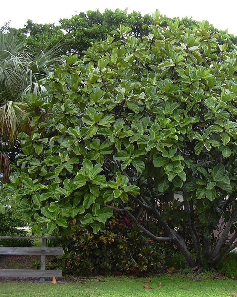 Fiddle-leaf fig (Ficus lyrata) houseplant
