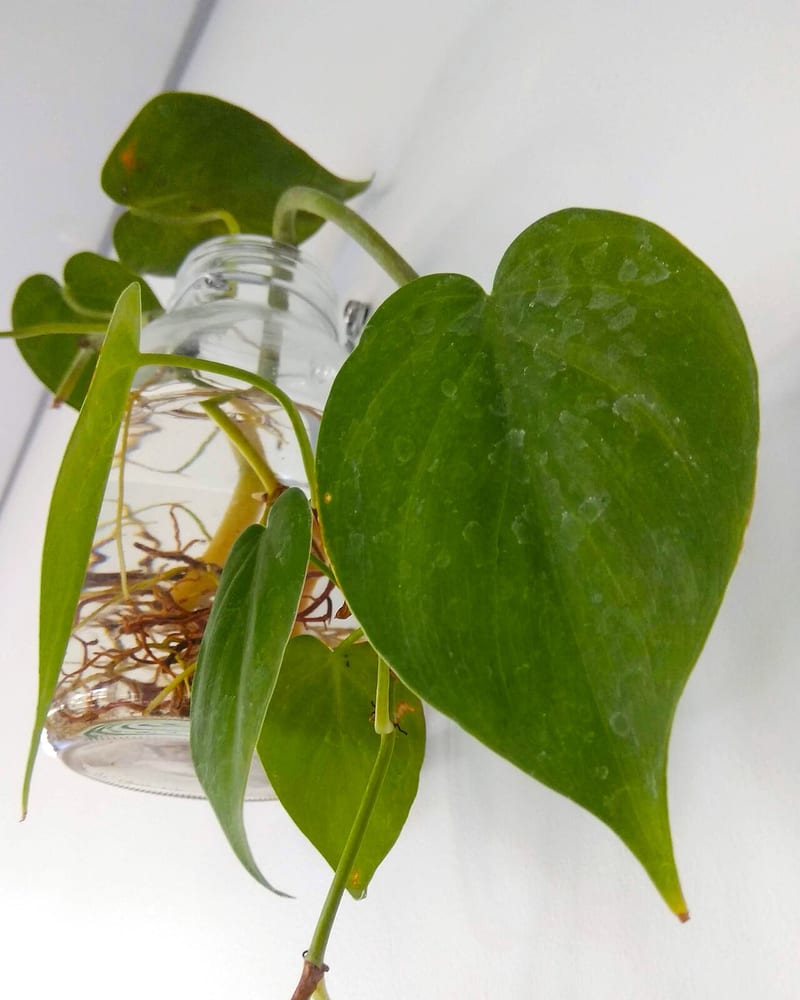 Philodendron (Philodendron hederaceum) houseplant